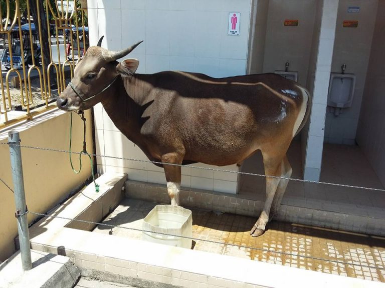SAPI GUBERNUR