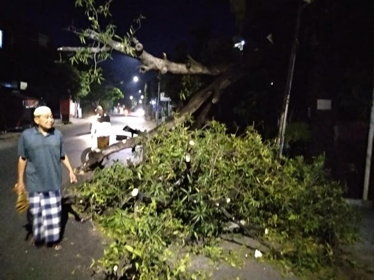 Pohon tumbang2