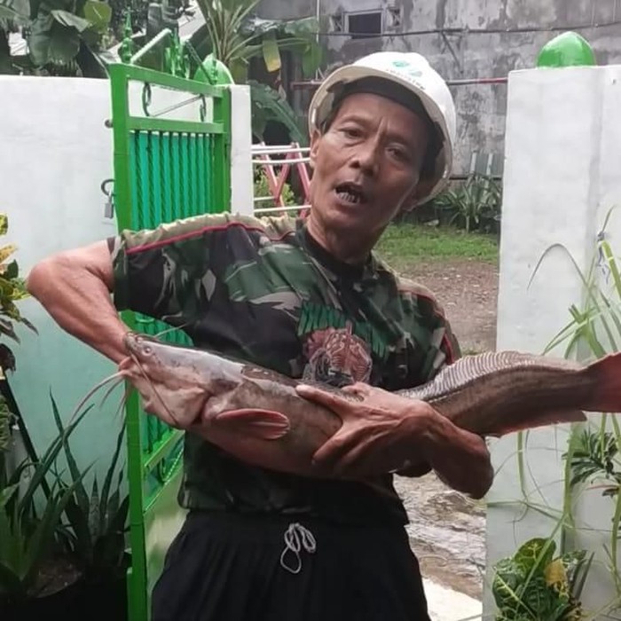 iKAN LELE