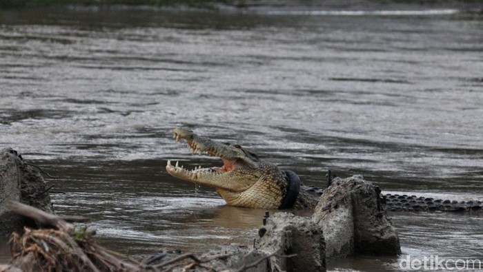 Buaya Palu