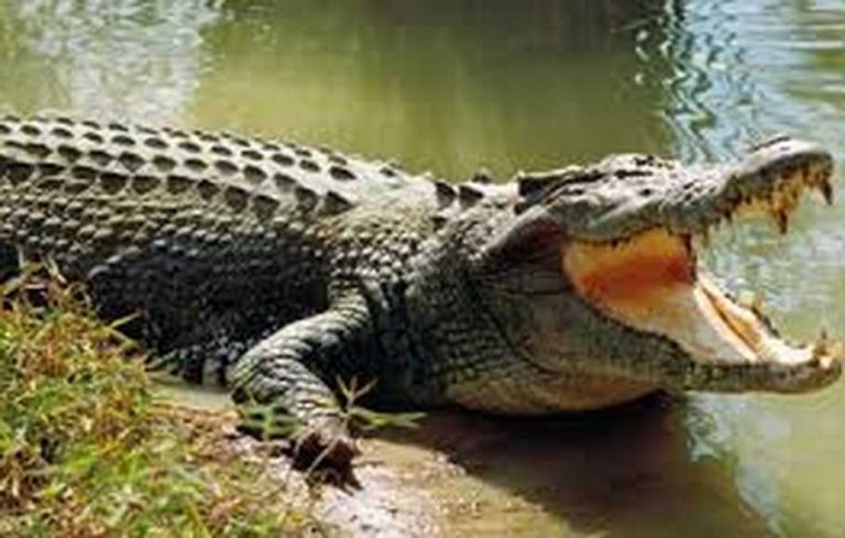 bUAYA KENDALI