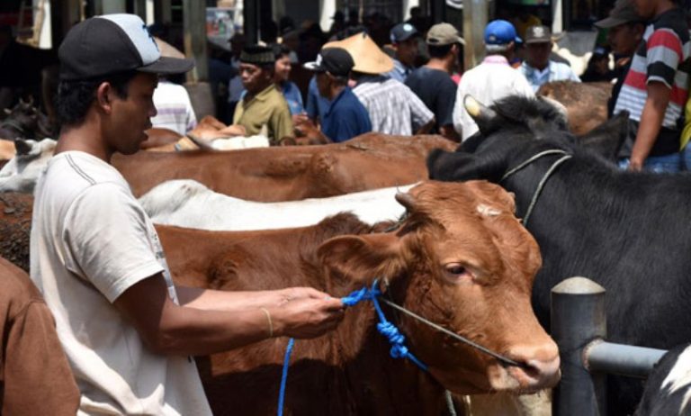 SAPI-SAPI-QURBAN