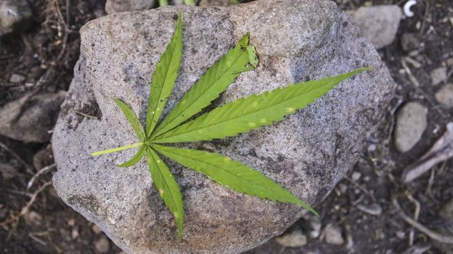 Ganja