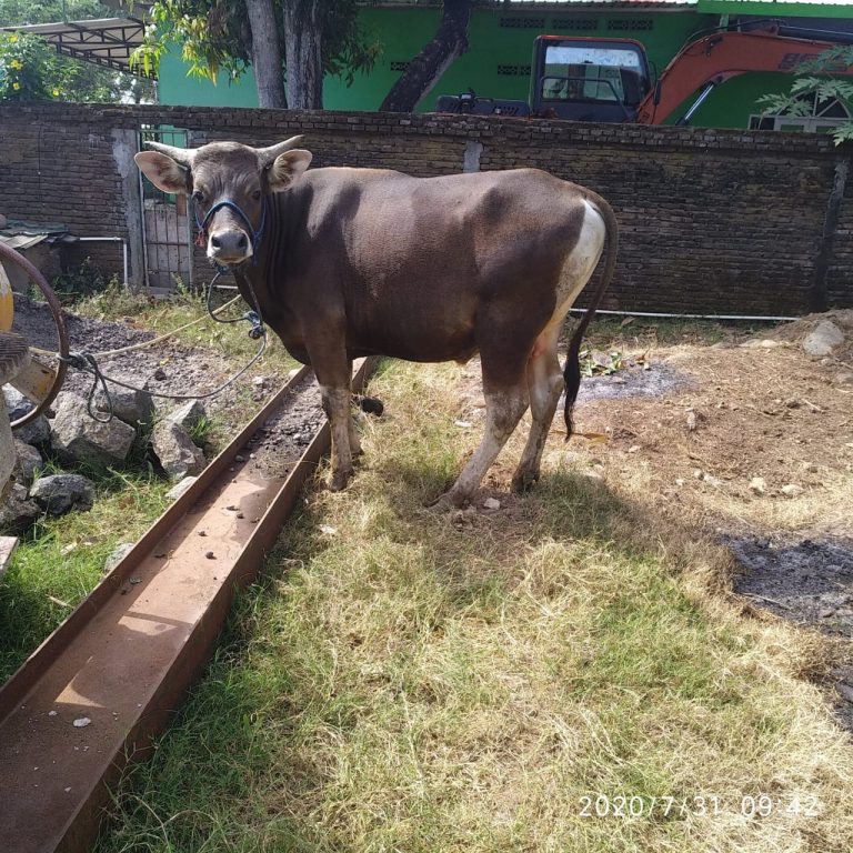 sapi korban