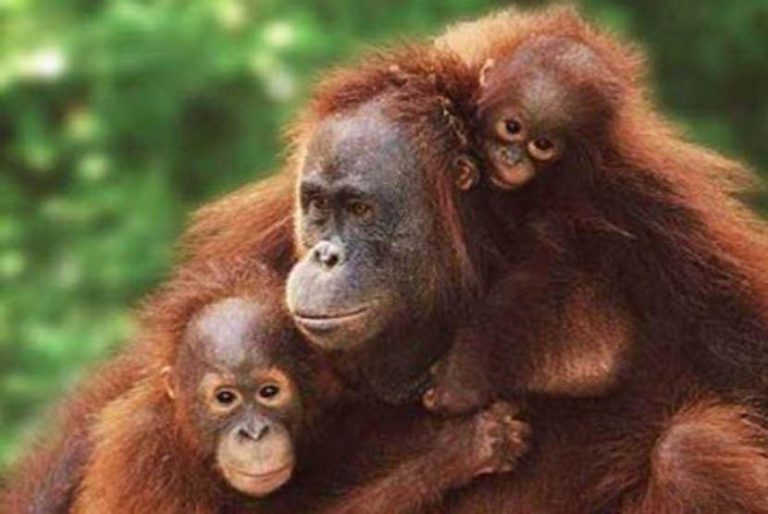 orang utan