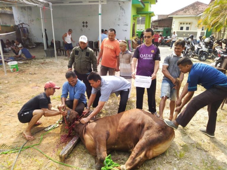 SAPI QURBAN