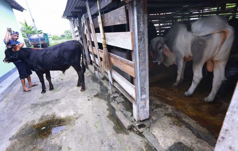 sapi korban