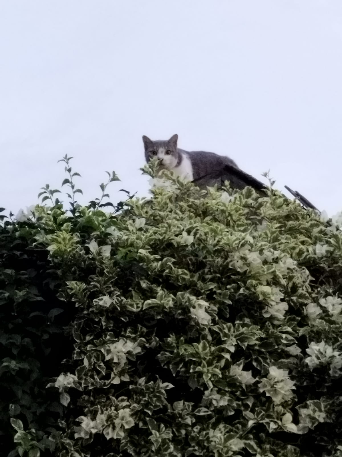 TUMMING PENJAGA LORONG