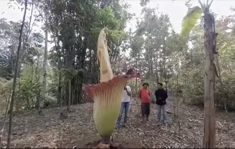 Bunga Bangkai