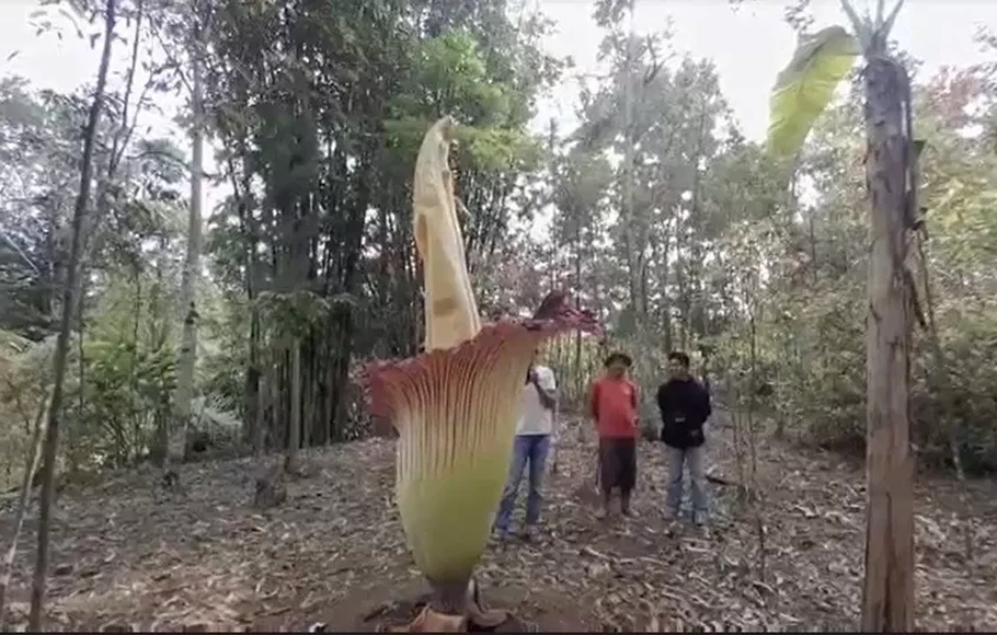 Bunga Bangkai