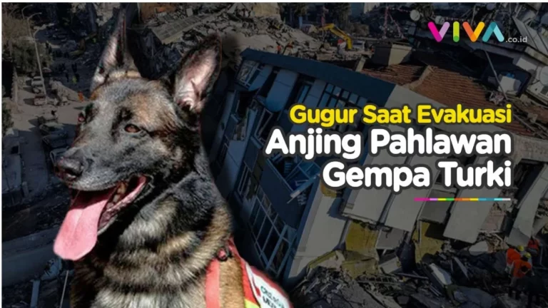 pROTEO GUGUR DI TURKI