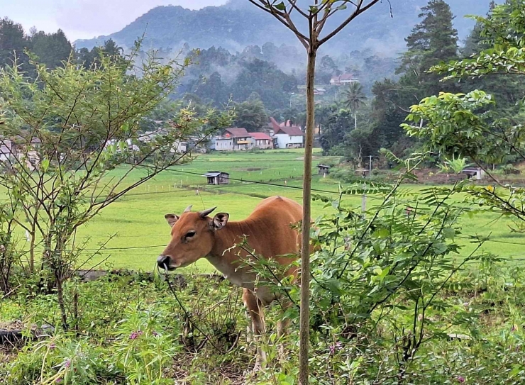 sapi qurban