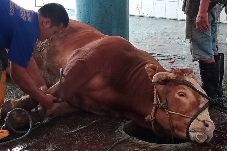 sapi qurban