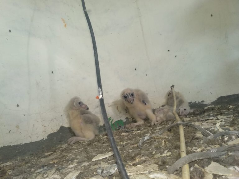 Burung Hantu