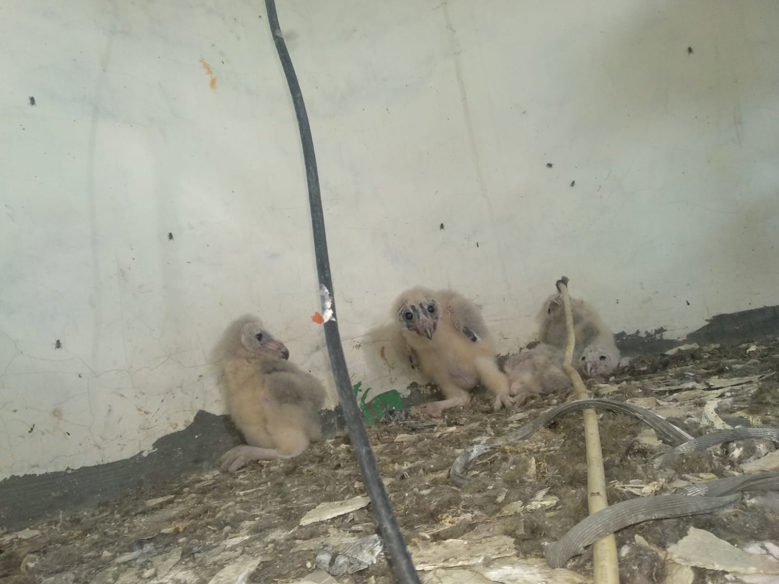 Burung Hantu