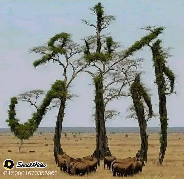 ALLAH