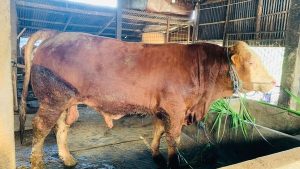 sapi lamongan