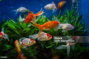 Red cap oranda goldfish in an aquarium